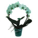 planta-decorativa-phalaenopsis-wonder-circle-mix-8914723110942.jpg