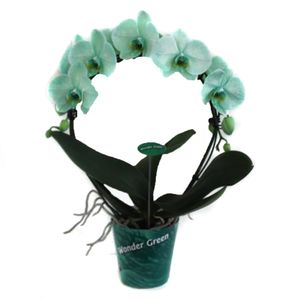 Planta decorativa Phalaenopsis Wonder Circle Mix