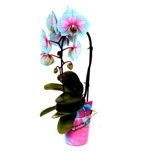 Planta decorativa Phalaenopsis Wonder Cascade