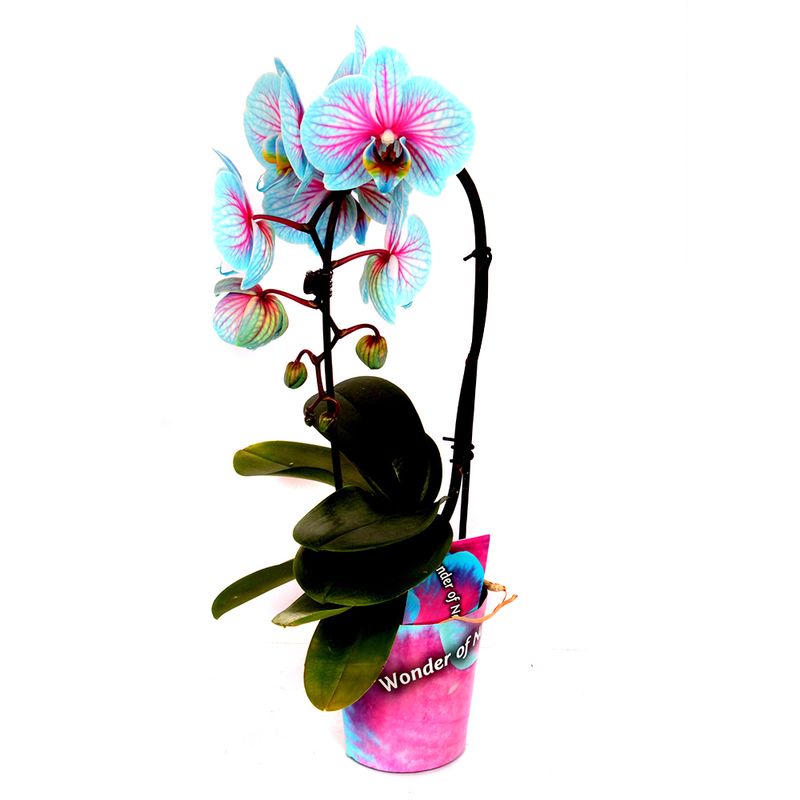 planta-decorativa-phalaenopsis-wonder-cascade-8914719408158.jpg