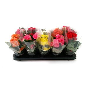 Planta decorativa Begonia mix