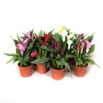 planta-in-ghiveci-zantedeschia-diverse-culori-8903347994654.jpg