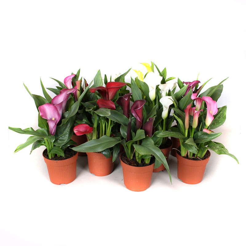 planta-in-ghiveci-zantedeschia-diverse-culori-8903347994654.jpg