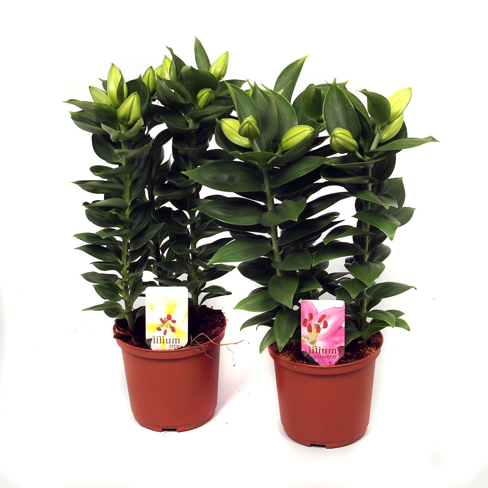 Planta decorativa Lilium Oriental mix | Pret avantajos 