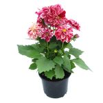 planta-dahlia-dahlietta-105-cm-8895135612958.jpg