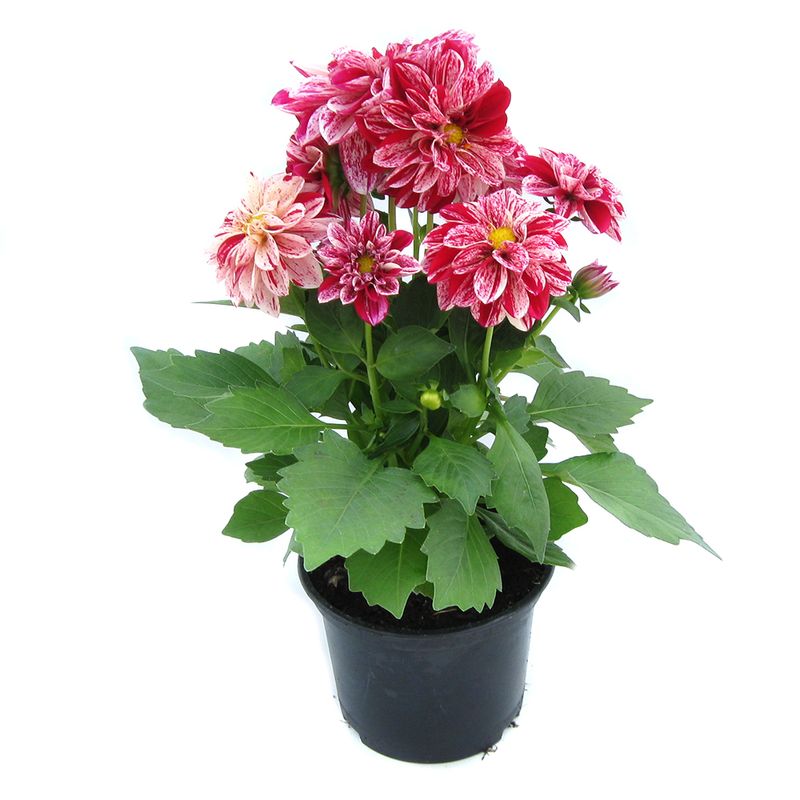 planta-dahlia-dahlietta-105-cm-8895135612958.jpg