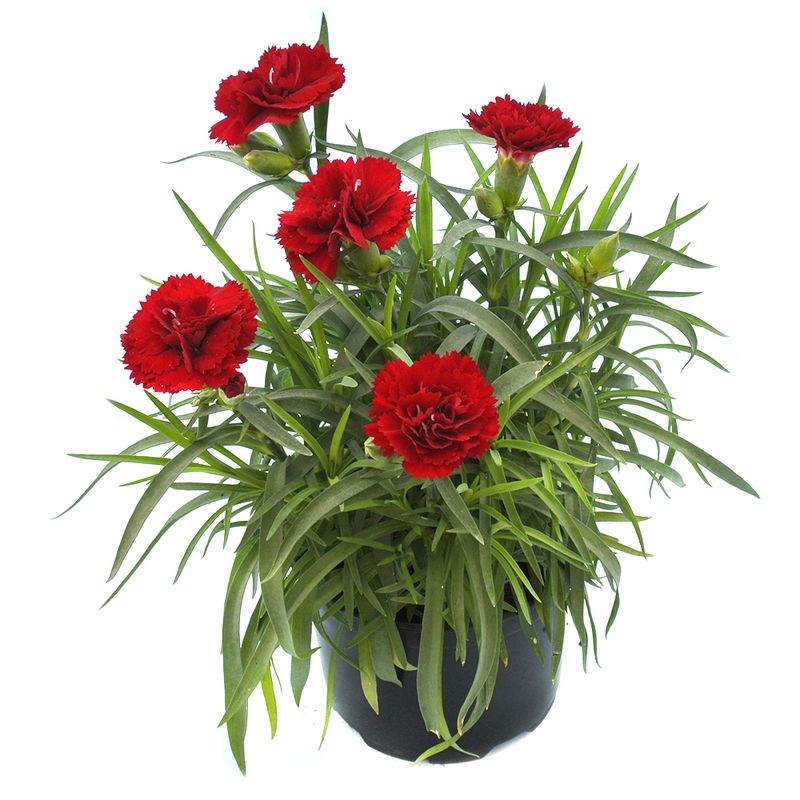 planta-dianthus-105-cm-8895131680798.jpg