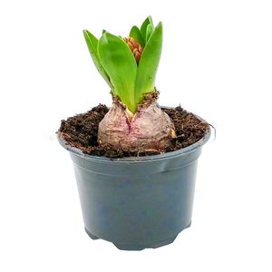 Planta Hyacinthus, 10.5 cm