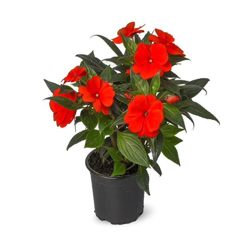 planta-impatiens-new-guinea-105-cm-8954594557982.jpg
