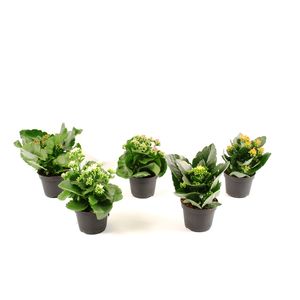 Mix planta Kalachoe, 20 - 25 cm