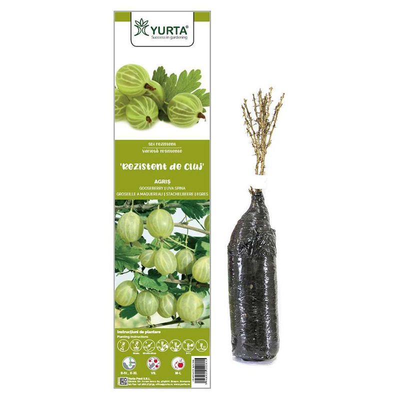 arbust-fructifer-agris-8954513883166.jpg