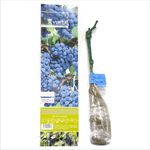 butasi-de-struguri-de-vin-8954532397086.jpg