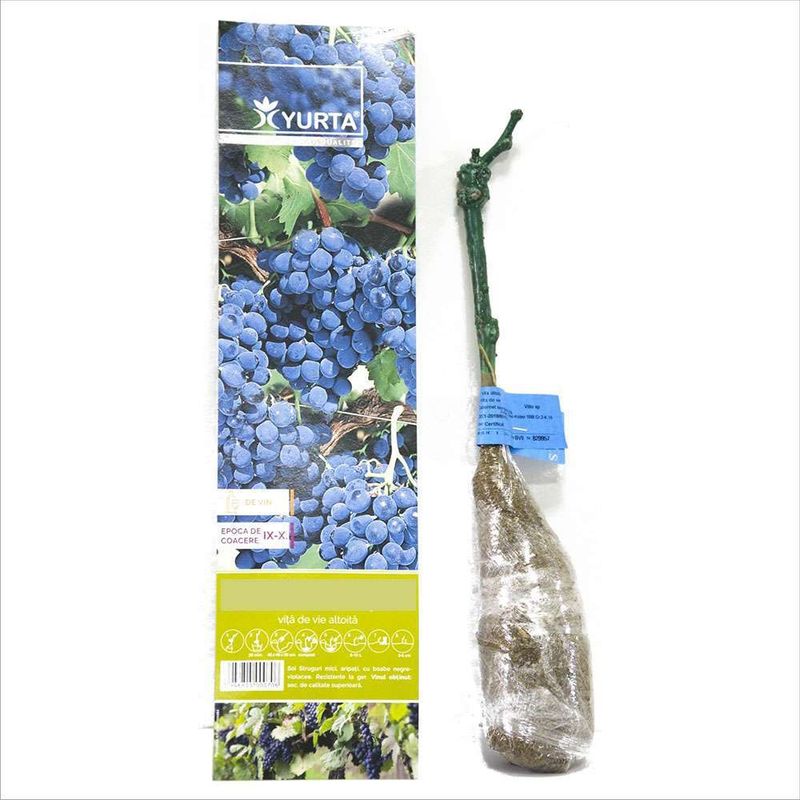 butasi-de-struguri-de-vin-8954532397086.jpg