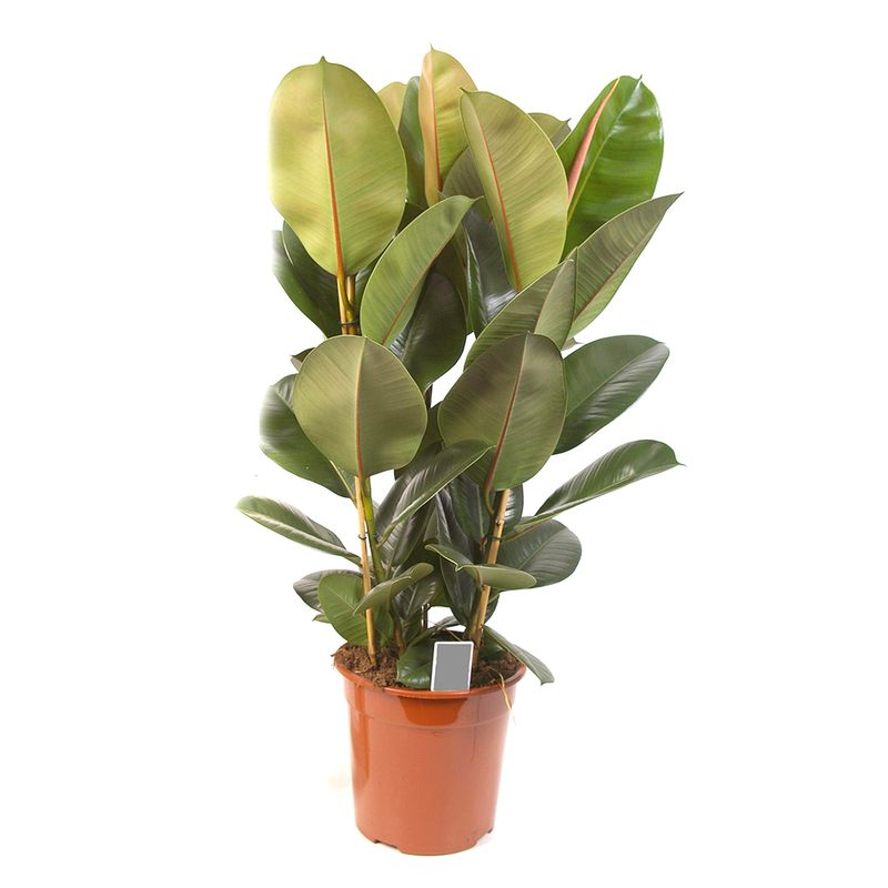 ficus-elastica-robusta-90-cm-8914715574302.jpg