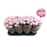 crizantema-5-pp-bonbini-8914716622878.jpg