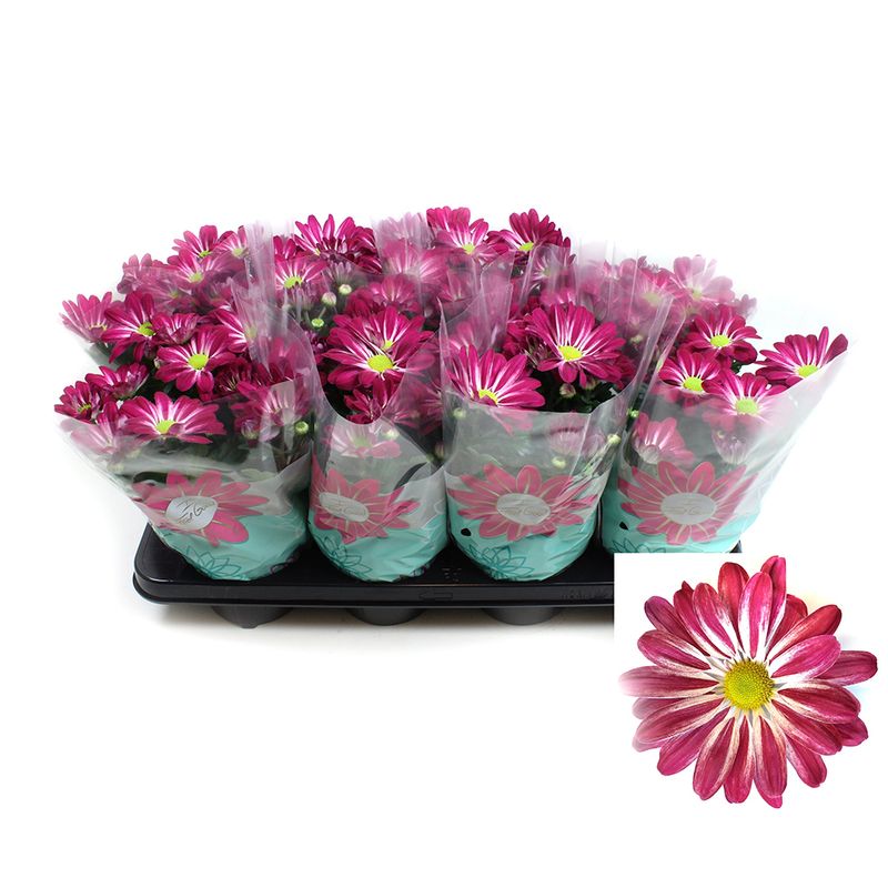 crizantema-5-pp-rainbow-passion-8914717147166.jpg