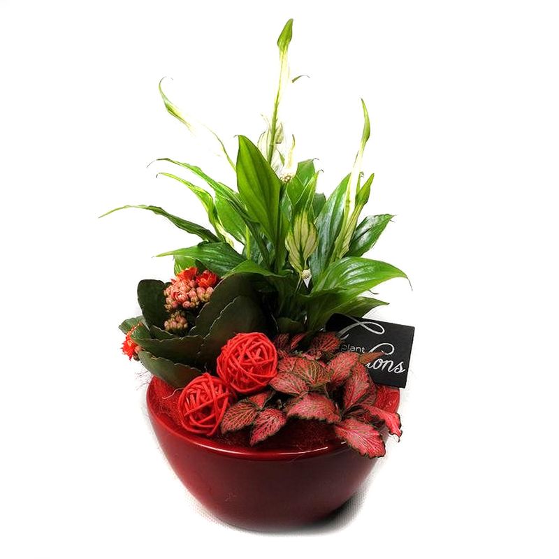 planta-decorativa-bacr-1909r-basic-creatie-8915181338654.jpg