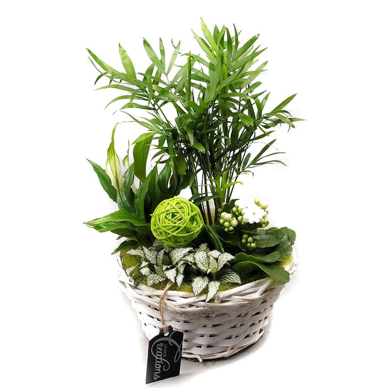 planta-decorativa-bacr-1915gr-basic-creatie-8915182649374.jpg