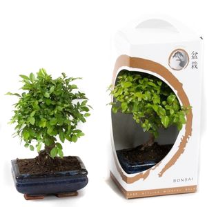 Planta decorativa Bonsai mix 15cm in zen giftbox