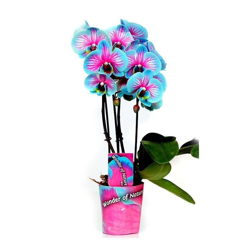 planta-decorativa-cascade-2t-zonder-pot-8915176882206.jpg