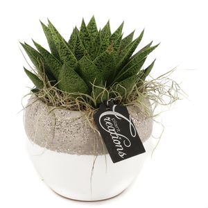 Planta decorativa Grcr-1945 green creations