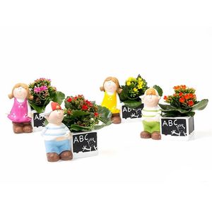 Planta decorativa Kalanchoe r85 schoolmix