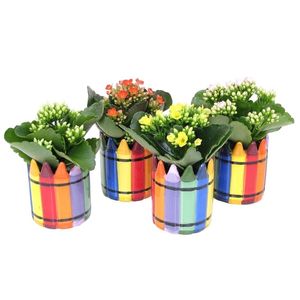 Planta decorativa Kalanchoe wascoplanter r57