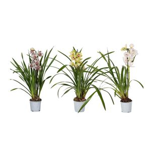 Planta decorativa Yucca