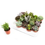 succulent-8915549683742.jpg