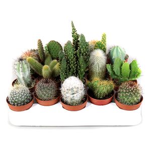 Planta decorativa Cactus mix