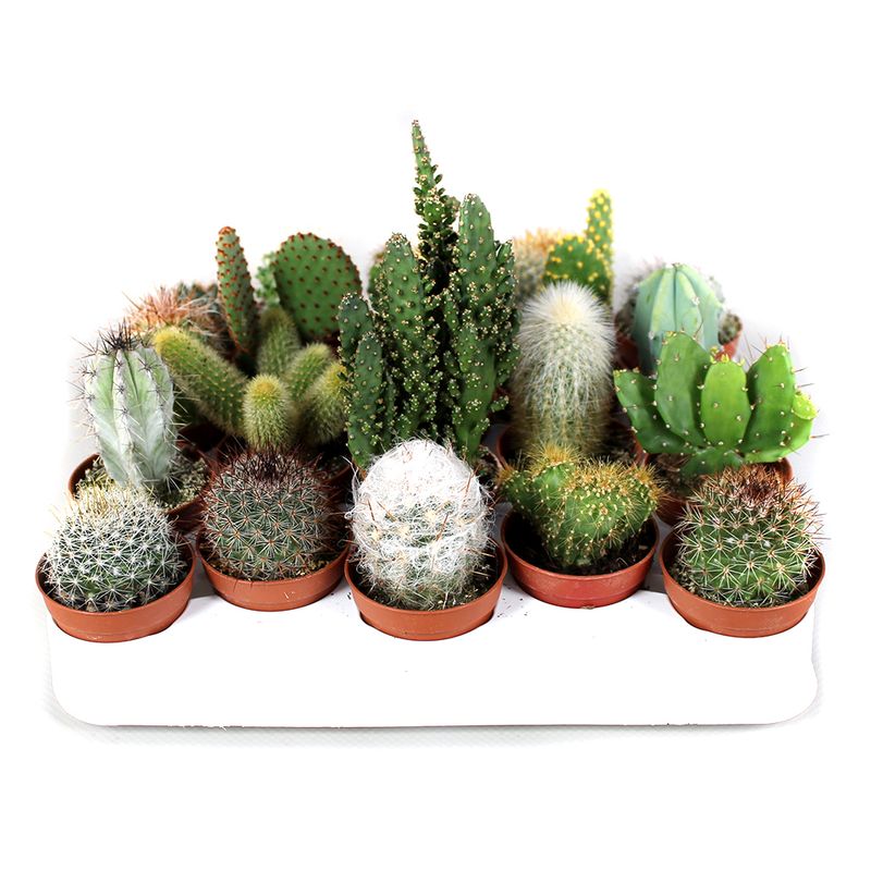 planta-decorativa-cactus-mix-8915548110878.jpg