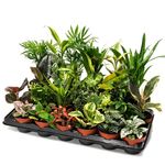 planta-decorativa-houseplants-green-mix-8915548373022.jpg