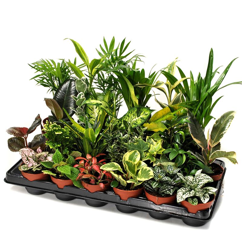 planta-decorativa-houseplants-green-mix-8915548373022.jpg