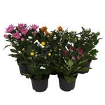 planta-decorativa-chrysanthemum-indicum-mix-8915550601246.jpg