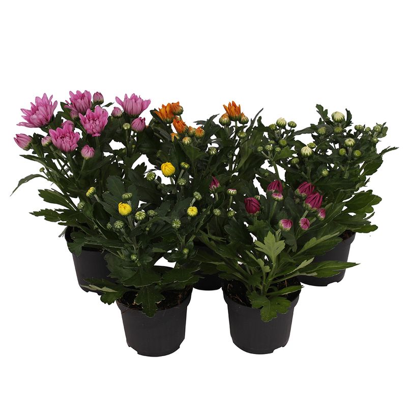 planta-decorativa-chrysanthemum-indicum-mix-8915550601246.jpg