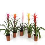 planta-decorativa-guzmania-mix-8915550863390.jpg
