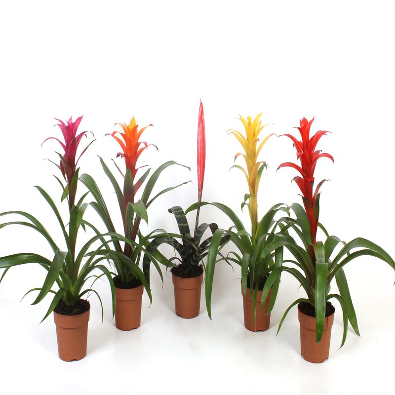 planta-decorativa-guzmania-mix-8915550863390.jpg