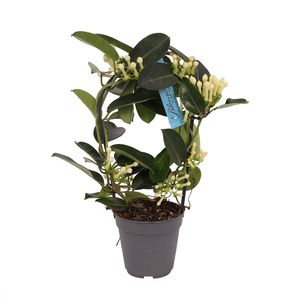 Planta in ghiveci Stephanotis floribunda