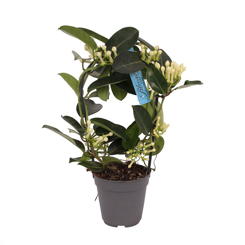 planta-in-ghiveci-stephanotis-floribunda-8903358218270.jpg