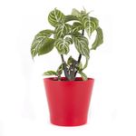 ghiveci-harplast-zinnia-145-rosu-8896998768670.jpg