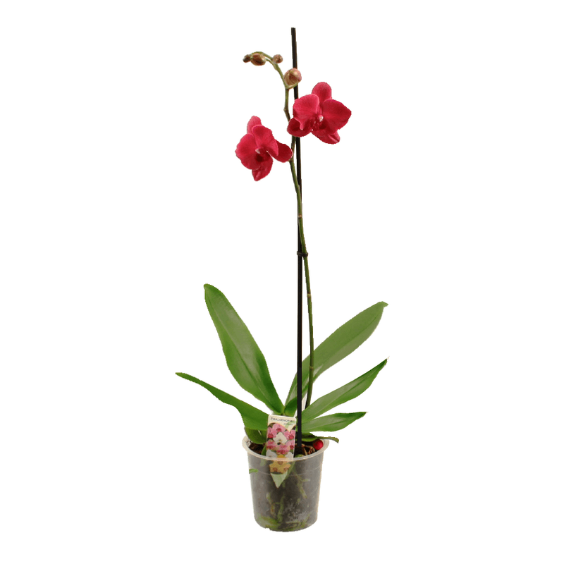 orhidee-phalaenopsis-50-70-cm-8865218953246.png