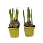 planta-narcissus-tete-a-tete-5-10-cm-8895658033182.jpg