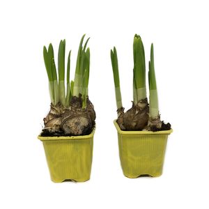 Planta Narcissus Tete-a-Tete, 5 - 10 cm