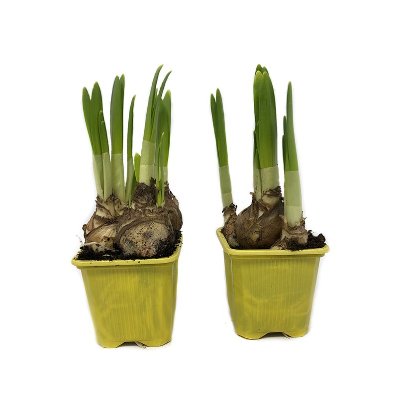planta-narcissus-tete-a-tete-5-10-cm-8895658033182.jpg