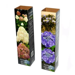Arbus ornamental Hortensia (Hydrangea)