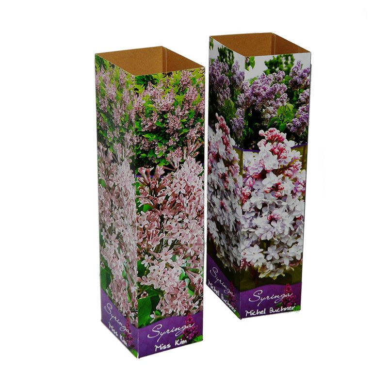 planta-decorativa-liliac-8899364716574.jpg