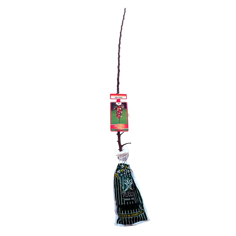 pomi-fructiferi-pitici-8899362881566.jpg