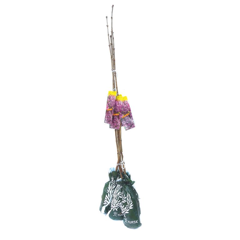 arbori-ornamentali-8899362357278.jpg