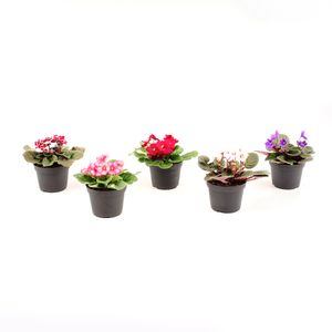 Planta in ghiveci Saintpaulia, diverse culori