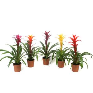 Planta in ghiveci Guzmania mix